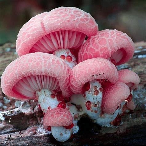 Edible Mushroom That Looks Like A Flower Fully Blogsphere Image Library