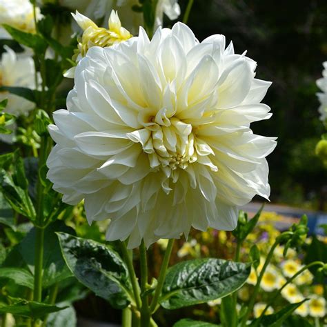 Dahlia White Perfection White Flower Farm