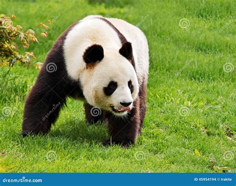 Giant Panda Stock Photo Image Of Carnivora Tongue Nature 45954194