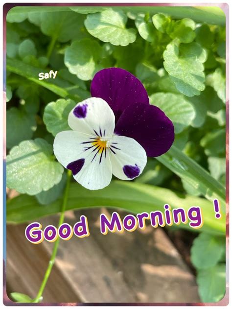 337 Good Morning Image Greetings Happy Morning Wishes Purple White