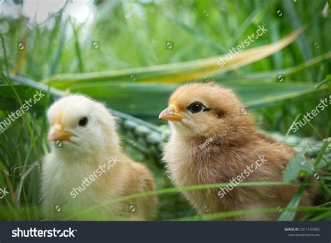 Two Cute Baby Chicks Viewed Ground Stock Photo 2011530482 Shutterstock