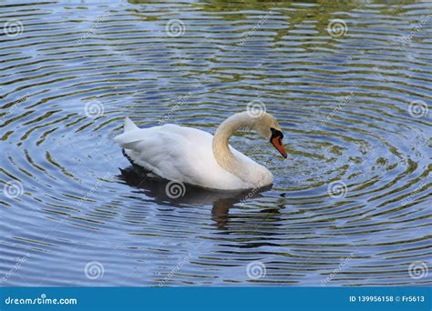 Lonely White Swan Floating On The Water Stock Photo Image Of Flaps