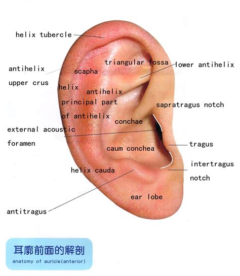 Biology Notes Science Biology Ear Anatomy Outer California State