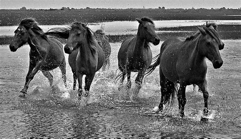 P1040029bandw Beautiful Horses Horses Island Horse