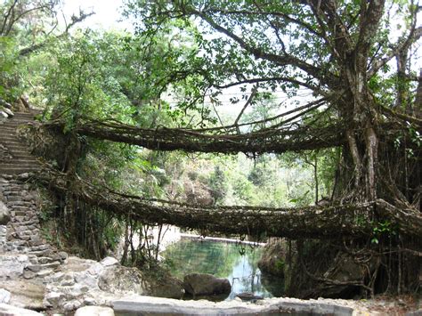 Living Root Bridges Of Cherrapunji East Khasi Hills Meghalaya India