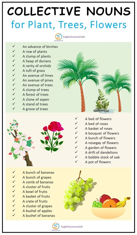 Collective Nouns Of Fruits Flowers Plants And Trees In