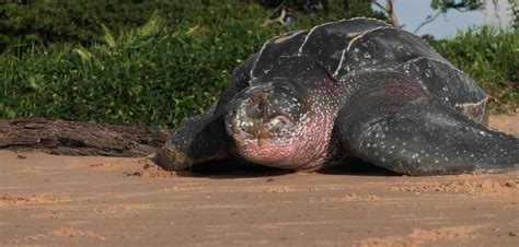 The Giant Turtles Of Yalimapo Cnrs News