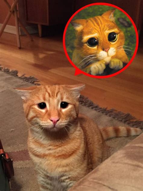 Marty The Cat Does Shrek Puss In Boots Impression To Charm His Owner