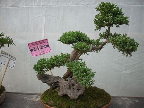 Bonsai's are available in a range of prices, from a couple hundred rupees to a few lakhs. Bonsai Rank 1 - India Travel Forum | IndiaMike.com