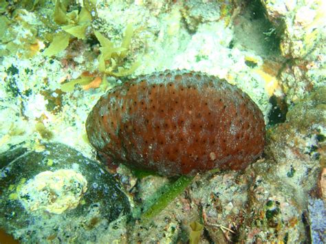 Australasian Brown Sea Cucumber Australostichopus Mollis Picture Fish