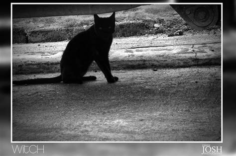 Some cats may even choose to hide in the cat carrier for a while. Witchy | A black cat Hiding under a car | Joshua Caburnay ...