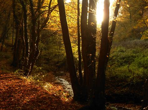 Herbstsonne Im Wald Mari Önche Flickr