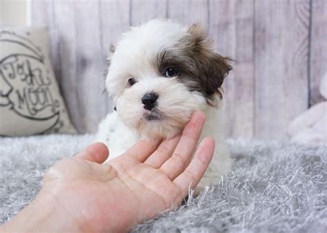 Mal Shi Puppies For Sale Orange County Ca 291754