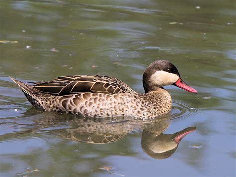 Identify Red Billed Teal Wwt Slimbridge