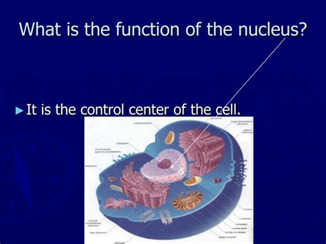 Ppt Eukaryotic Cell Structure Chapter 7 Powerpoint Presentation Id