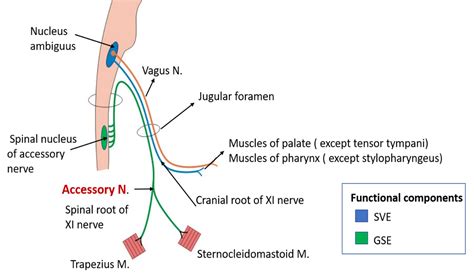 Accessory Nerve Anatomy Qa