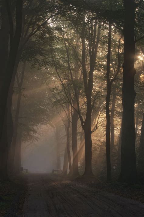 Dreams Of Dawn A Very Early Morning Walk In A Foggy Forrest Near My