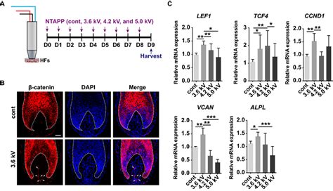 NTAPP activates the Wnt β catenin pathway in dermal papilla during hair Download Scientific