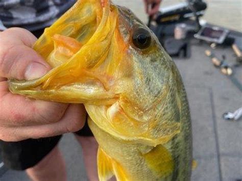 Arkansas Angler Catches Golden Largemouth Bass Outdoor Life