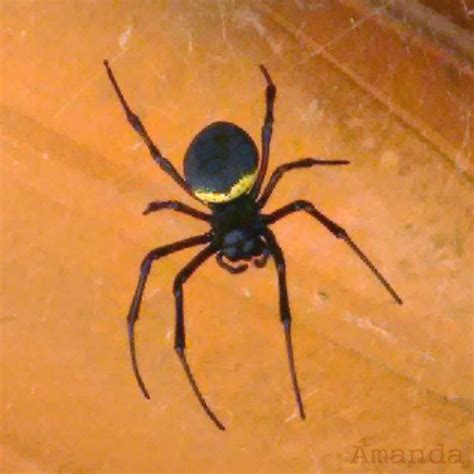 Aranha is a portuguese surname, meaning spider. Insetologia - Identificação de insetos: Elas Voltaram ...