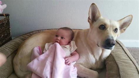 May 28, 2021 · 10 beautiful husky mixes that are ready to go wherever, whenever husky hybrids are sure to catch your eye, but once you know more about both of their intelligent and active parents, they'll capture your heart, too! Pin by Selena Crosby on White German Shepherd Dog (NEVER ...