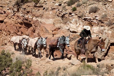 The mule combines the strength of the horse with the endurance and surefootedness of the ass, and with no good grounds, the mule is a proverbial type of obstinacy. Mule - Wikiwand
