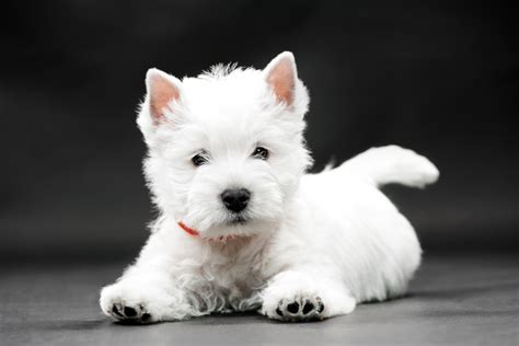 West Highland White Terrier Encyklopedia Ras Psów