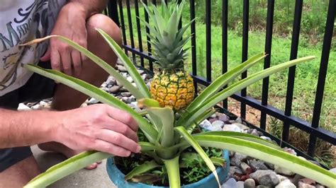 How To Harvest Pineapple Plant And Cut The Top For Planting Youtube