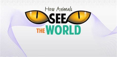 Cómo Ven Los Animales El Mundo Infográfico Diverlego