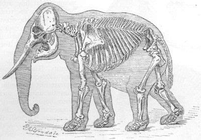 Elephant Skeleton. Of particular interest to my current design using