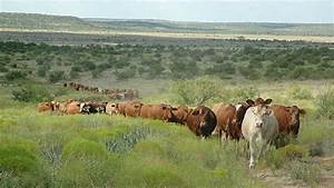 Casey Beefmaster Cattle Line Texas Range Minerals