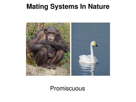 Ppt Bioe 109 Summer 2009 Lecture 10 Part I Mating Systems Powerpoint Presentation Id5579282