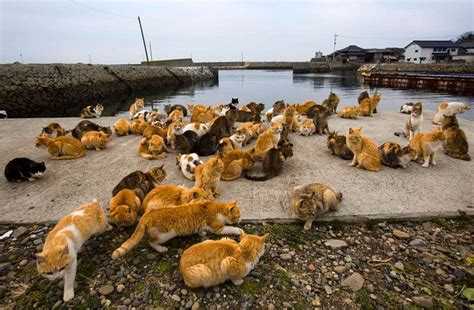 Tashirojima Japans Cat Island