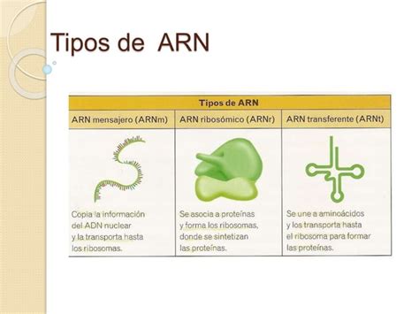 Tipos De Arn Ppt