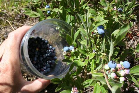 How To Pick Blueberries Cottage Tips