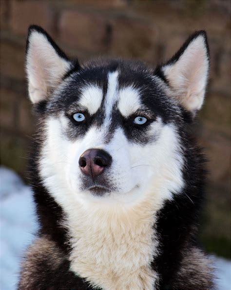 Am besten tun sie das, nachdem sie mit ihm draußen unterwegs waren. Husky Foto & Bild | tiere, haustiere, hunde Bilder auf ...