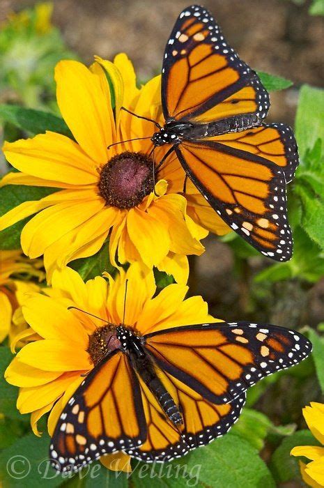 Beautiful Beautiful Monarchs B Love Moments Beautiful Mother Nature