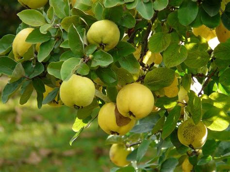 We did not find results for: Cognassier, coing : plantation, entretien, taille