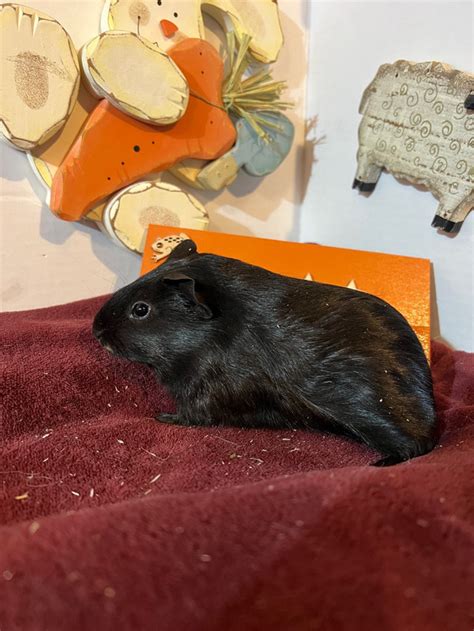 Guinea Pigs Looking For Loving Home Small Animals For Rehoming