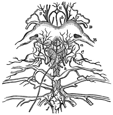 You are free to share or adapt it for any purpose, even commercially under the following terms: Coloring Pages Of The Human Nervous System Coloring Pages