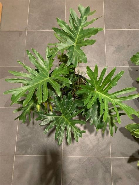 It is a beautiful tropical plant that originated in south america. Philodendron hope selloum plant small size. indoor | Etsy ...