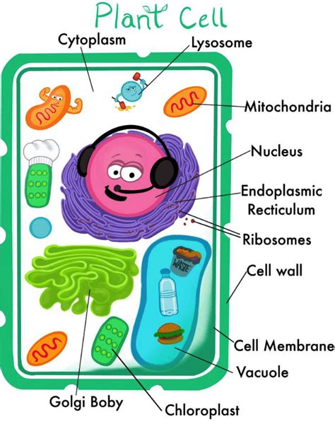 Get To The Root Discover The Anatomy Of A Plant Cell With A Labeled
