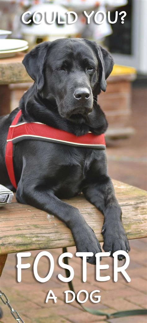 Labrador Rescue And How To Adopt A Dog A Dog Rehoming Guide