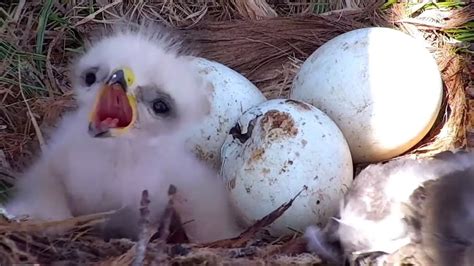 Red Tailed Hawks Second Egg Start Hatching April Youtube