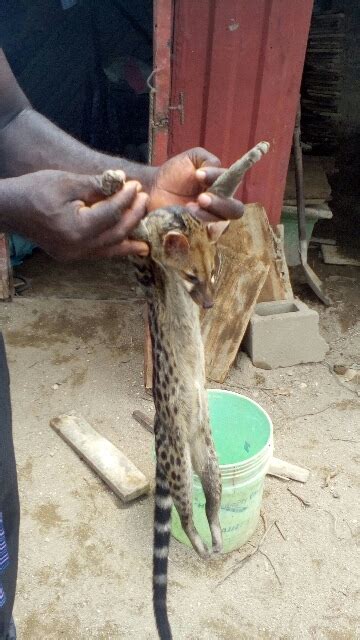 Cat Like Creature Killed On My Site Sciencetechnology 3 Nigeria