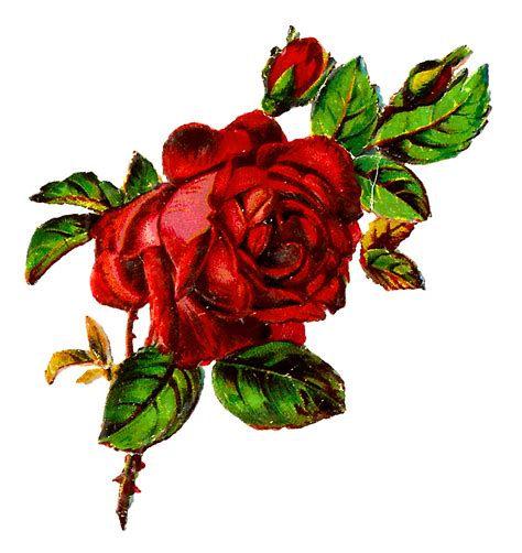 Antique Images Free Shabby Chic Red Rose Image Grunge Botanical