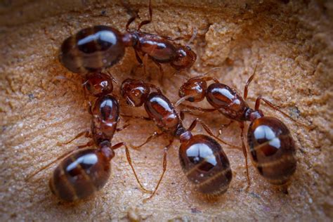 Look At These 4 Fire Ant Queens Having An Afternoon Tea Together