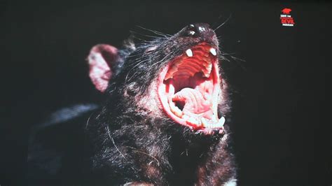 In the subsequent decade the disease ravaged tasmania's wild devils. Devil Facial Tumor Disease (DFTD) in Tasmanian Devils ...
