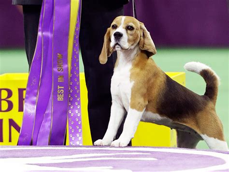 A borzoi won the hound group, a pug took home the top spot in the toy the 2018 event will conclude tuesday with the sporting, working and terrier group battles leading to the best in show. Westminster Dog Show Names Best in Show Winner | Man's ...