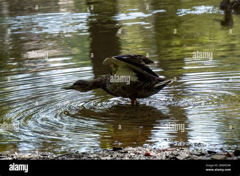 A Duck Raising Its Wings And Stretching Its Neck Stock Photo Alamy